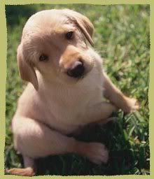 650a.jpg puppy_adorable image by rUtHy_714