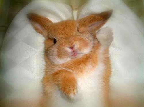 7b06.jpg cuddly_wuddly_08[1] image by rUtHy_714