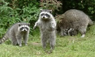 cute_animals_004.jpg too cute image by Princessladybug74