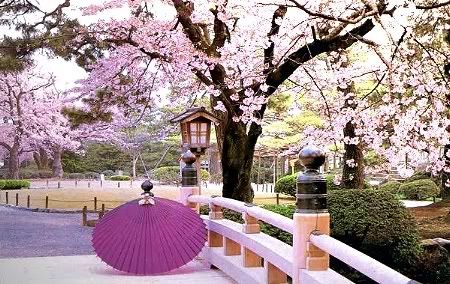 Japan Cherry Blossoms Pictures, Images and Photos