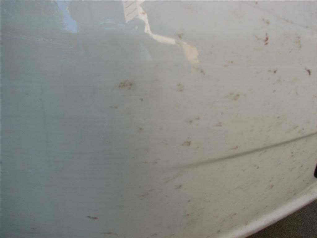 accord_before_bumper2.jpg