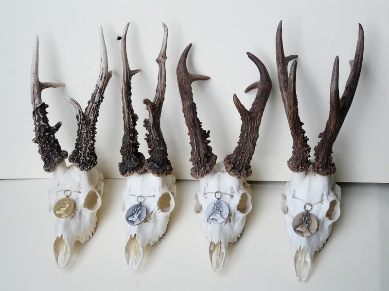 Sizing Roe Buck Heads Page 2 The Stalking Directory