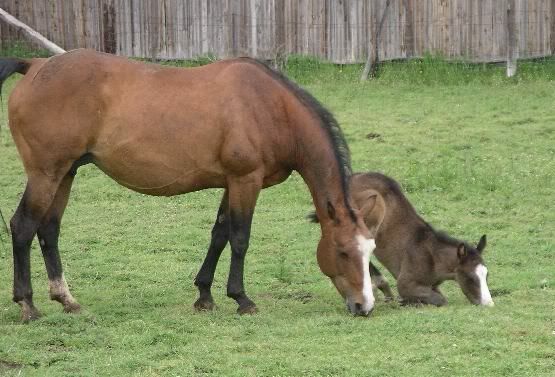 foal3.jpg