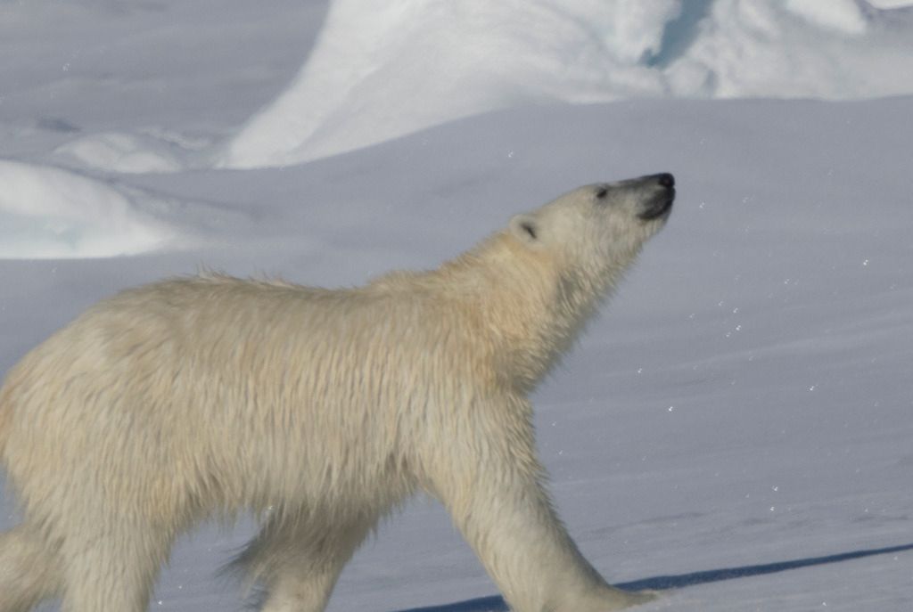 Polar%20Bear%20-%20focus-2_zpscwfv0yef.jpg