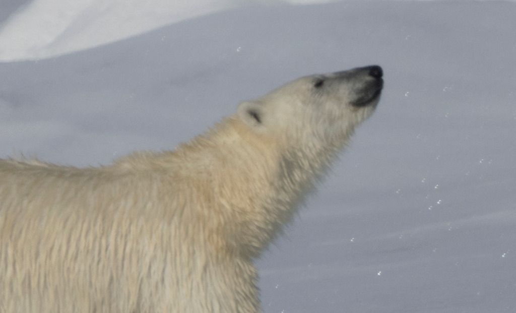Polar%20Bear%20-%20focus-3_zps2db8lgx7.jpg
