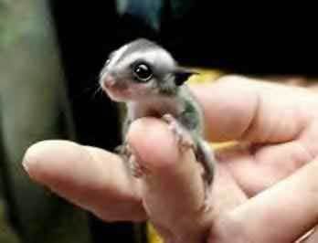 Baby Sugar Glider Pictures on General Living Life  Loving  Learning  Growing  Sugar Gliders