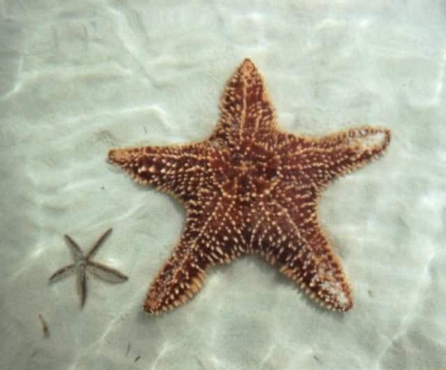 2-starfish1.jpg