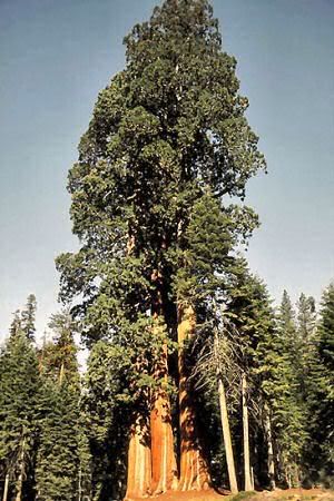 ca_giant_sequoia.jpg