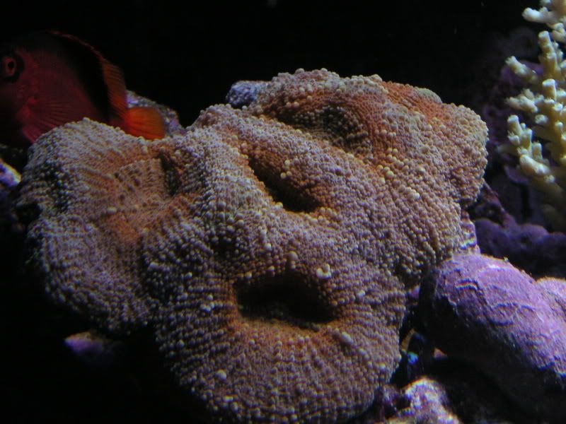 Acan6.jpg