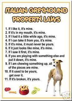 Italian greyhound laws Pictures, Images and Photos