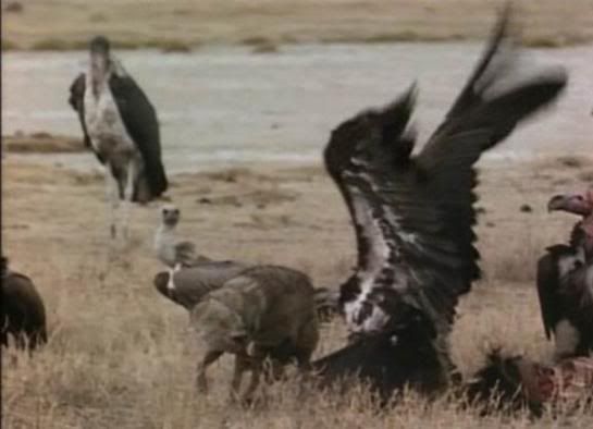 Eagle Vs Vulture