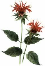 bee balm Pictures, Images and Photos