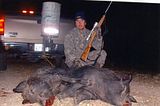 hogs.jpg Piggletts image by jacdraft