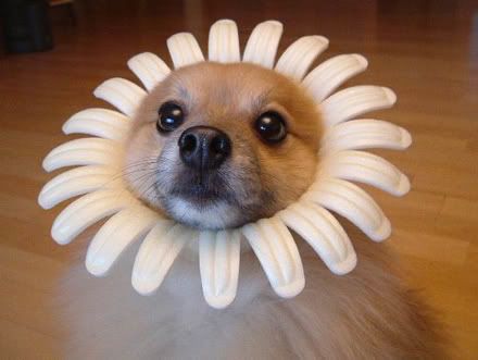 funny-dog.jpg Flower Dog image by bubblegum48430