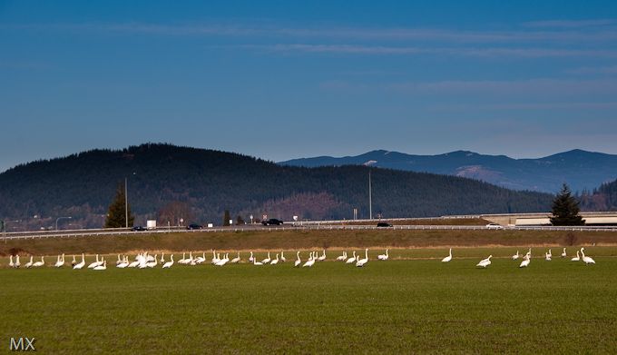 西雅图冬季--号手天鹅（Trumpeter <wbr>Swans）