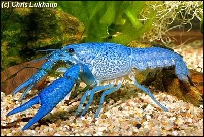 chris-procambarus-alleni-blue-lobst.jpg
