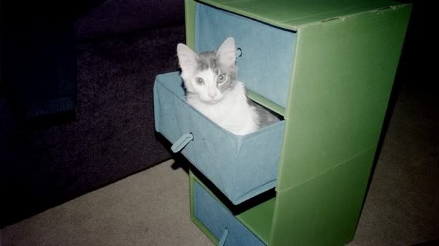 drawercat.jpg