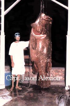 WORLD RECORD ALL TACKLE

- Giant Grouper 179.50 kg - line 130 lb
- Angler: Nelson Shayne
- Place: Latham Island (12 March 2004)
- Skipper: Maddalena Martinengo
- Mate: Jason Alexiou
