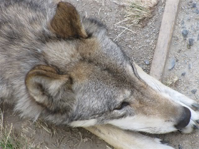 loup