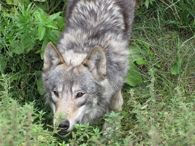 loup