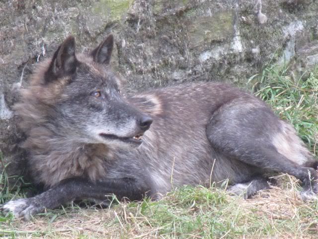 loup