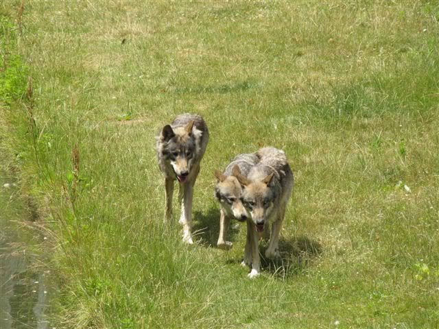loup