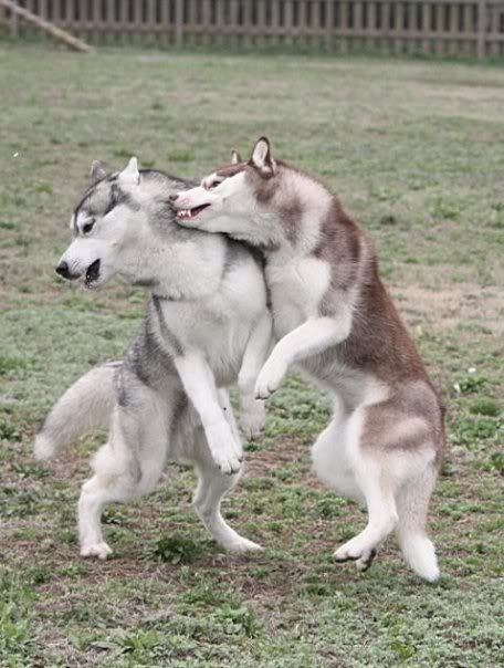 IMAGE: http://i86.photobucket.com/albums/k86/myelodiya/Faith/n591295004_5831601_7107.jpg