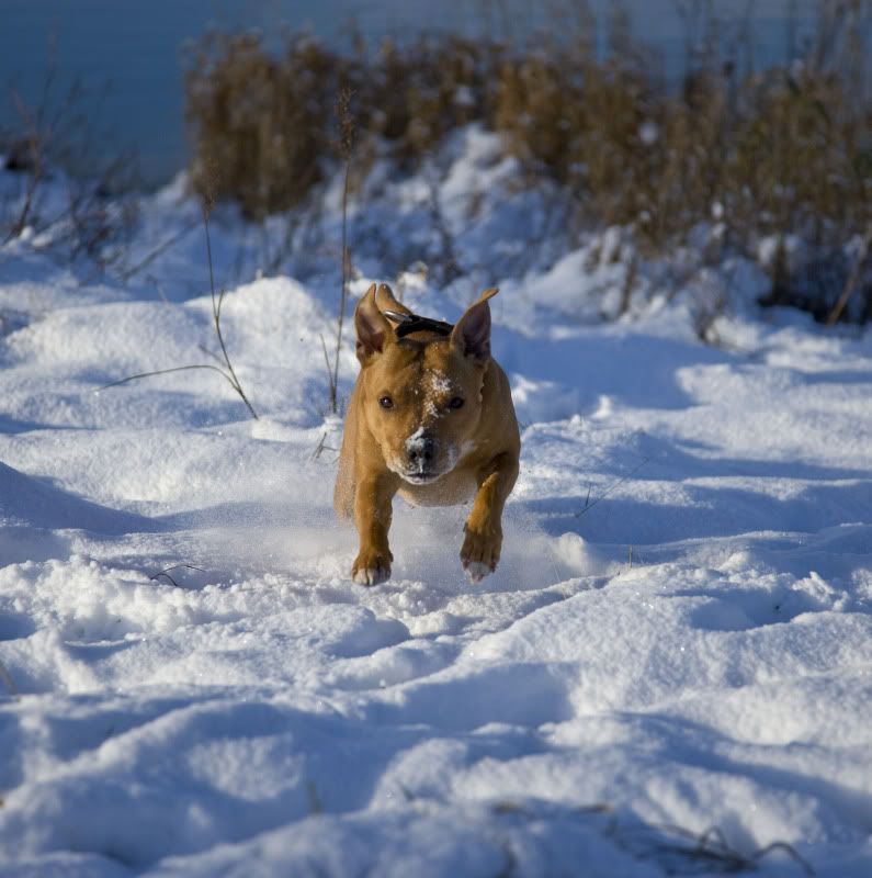 IMAGE: http://i86.photobucket.com/albums/k88/petermcweeny/jodiesnowsmall.jpg