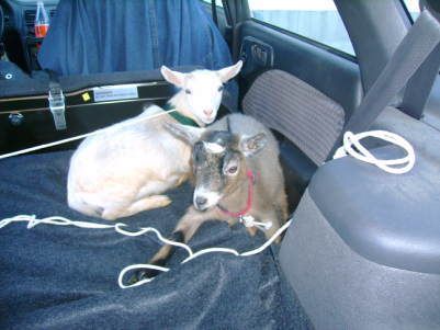 Meet our pygmies - Goats