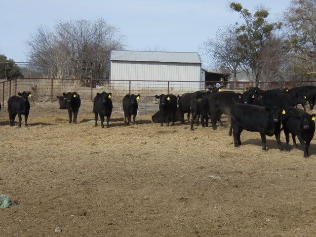 Cattle023.jpg