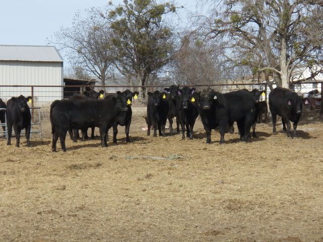 Cattle024.jpg