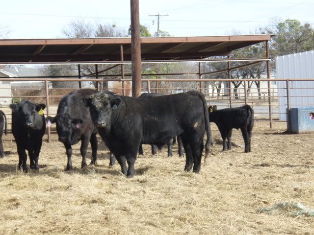 Cattle032.jpg