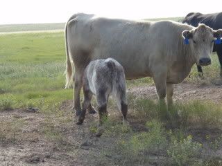 angus charolais cross