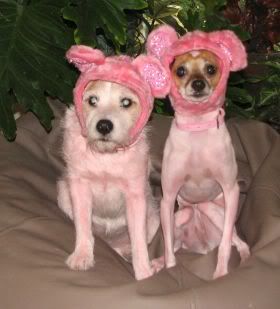IMAGE: http://i86.photobucket.com/albums/k90/blinddogs/Bears_2009_small.jpg