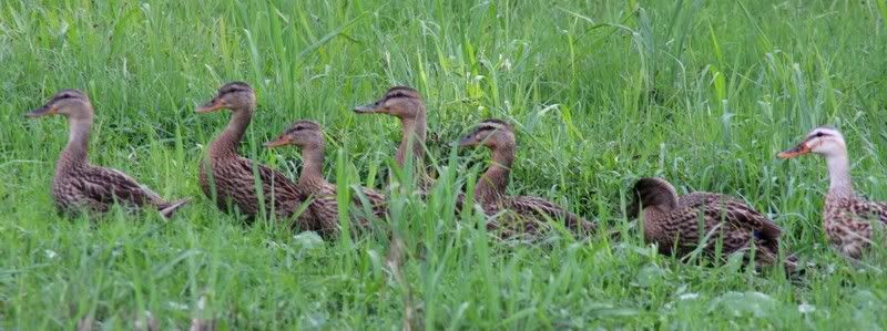 MottledDucks.jpg