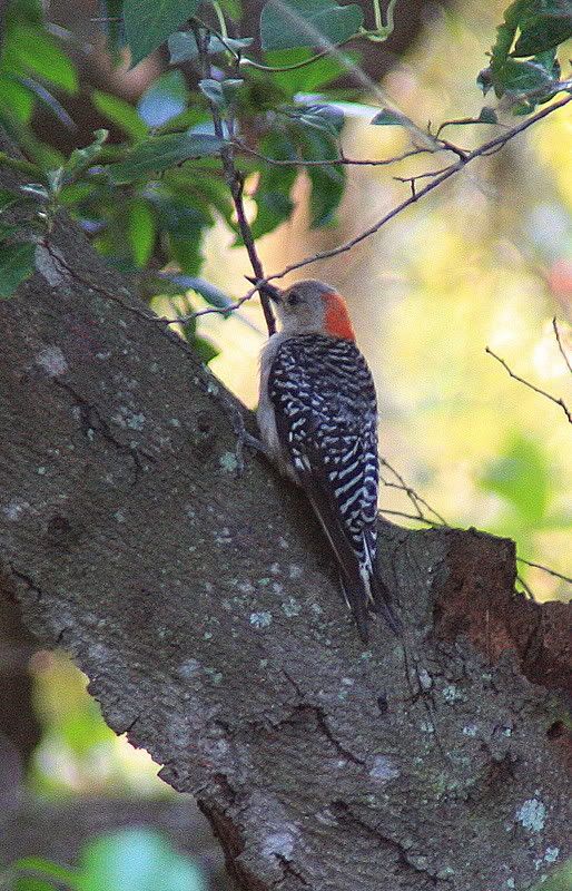 RedBelliedWoodpecker.jpg