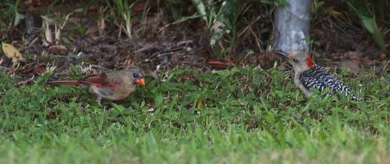 RedBellynFemaleCardinal.jpg