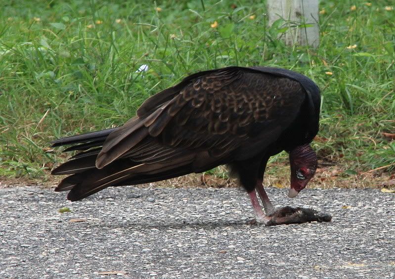 TurkeyVulture-1.jpg