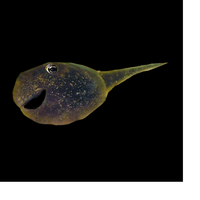 Tadpole photo: Toad to Be taddpoolleee.gif