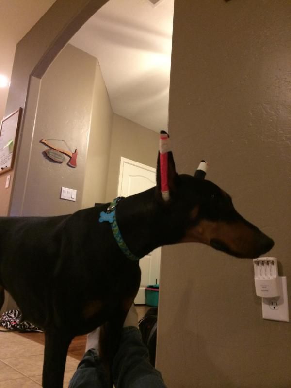 Posting, 1/2 posting or breathe right strips Doberman Forum