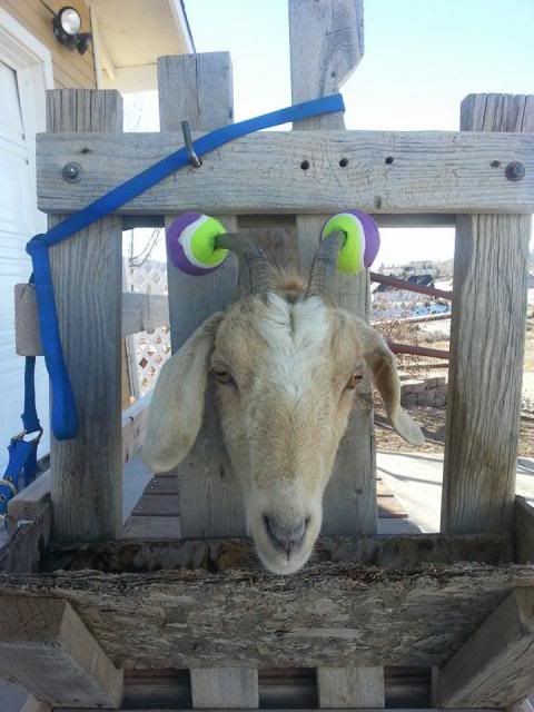 yearling doe with horns - Goats