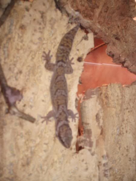 Geckos052.jpg