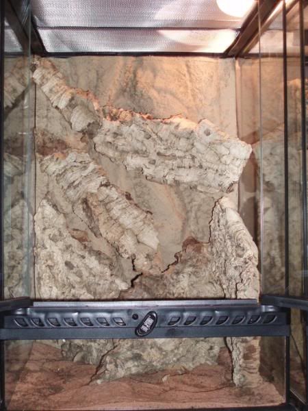 Geckos057.jpg
