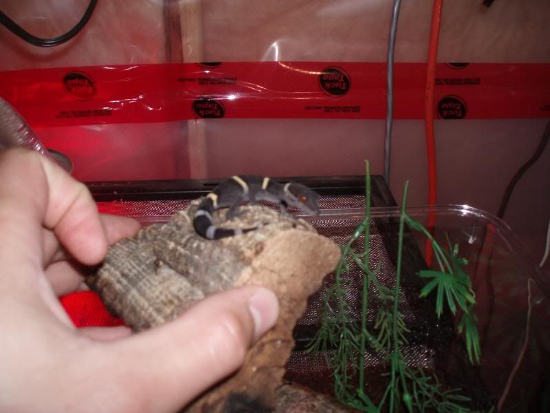 Geckos060.jpg