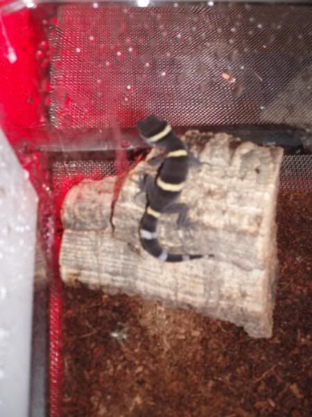 Geckos062.jpg