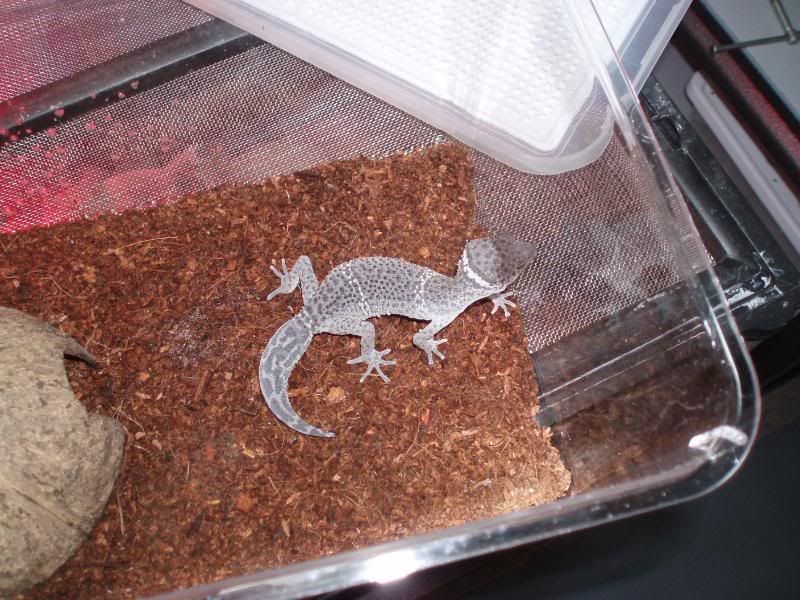 Geckos065.jpg
