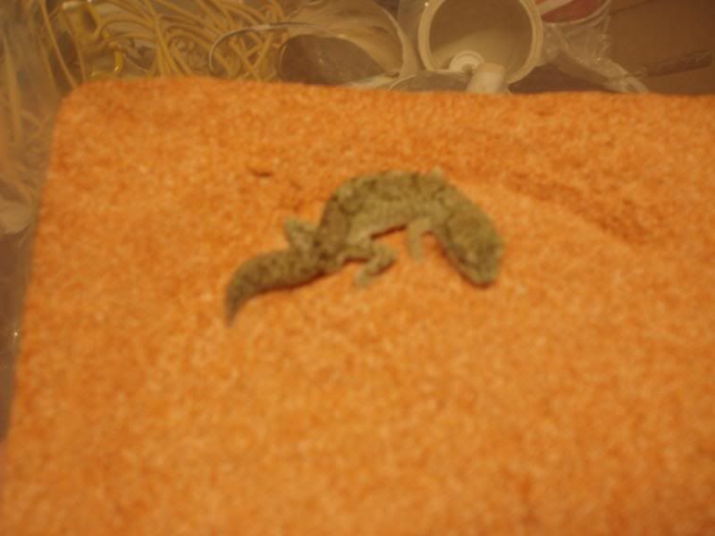 Geckos2008006.jpg