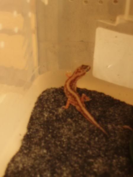 Geckos2008008.jpg