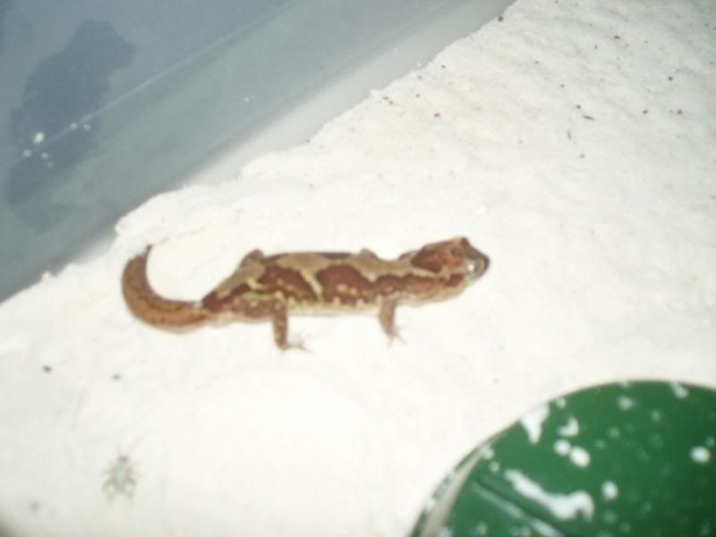 Geckos2008009.jpg
