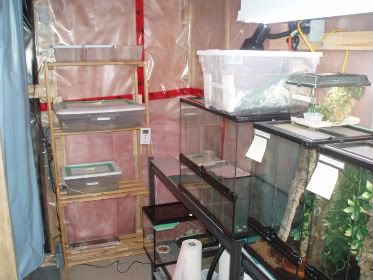 Geckoroom002.jpg